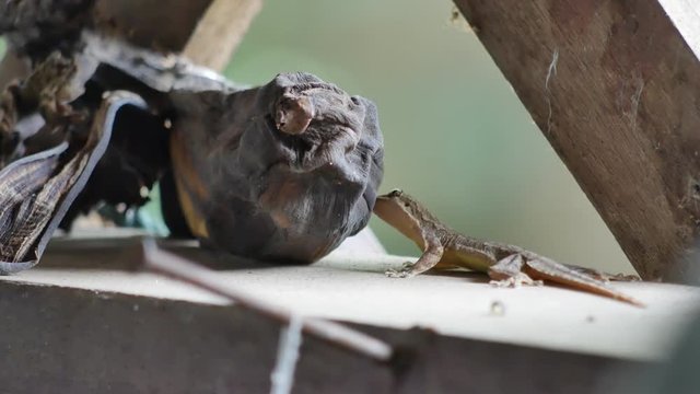 house lizard eating rot banana.