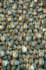 Blood cockle, Fresh cockle, cockle Backgrounds.