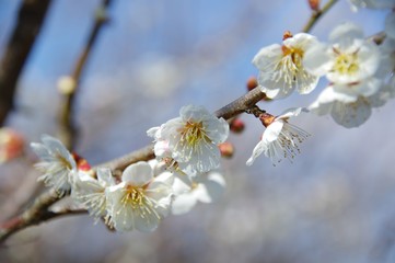 梅の花