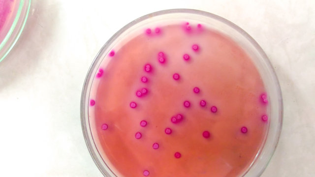 microbiology in laboratory