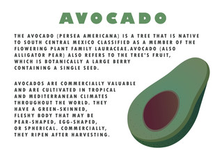 Avocado illustration with text description