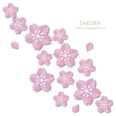 Sakura with white background