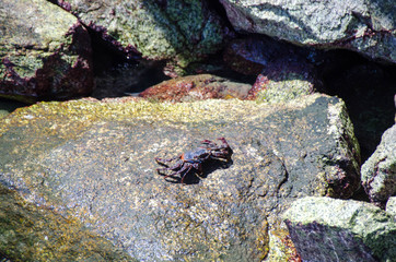 Crab