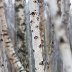Birch trunk in nature