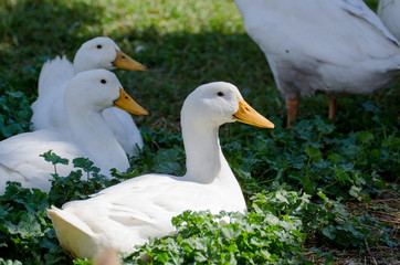 Goose