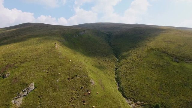 Drone flying fast - aerial view over the cows in mountain