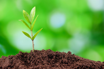 Young plant seedlings germinated on the ground.
