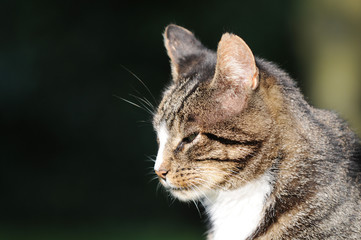 Head from tabby Cat in the nature