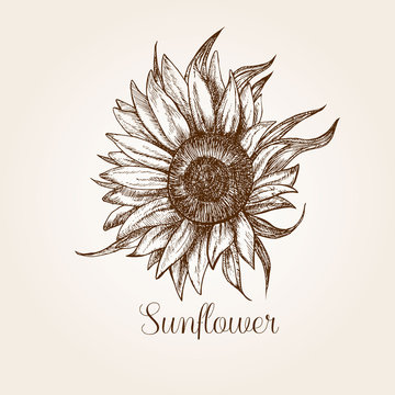 Hand drawn sunflower