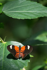butterfly, butterflies, flowers, plants, trees, nature