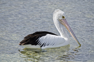 Fototapeta na wymiar Australian pelican