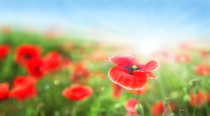 Poppy flower on green field