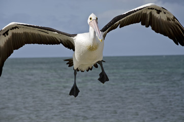Australian pelican