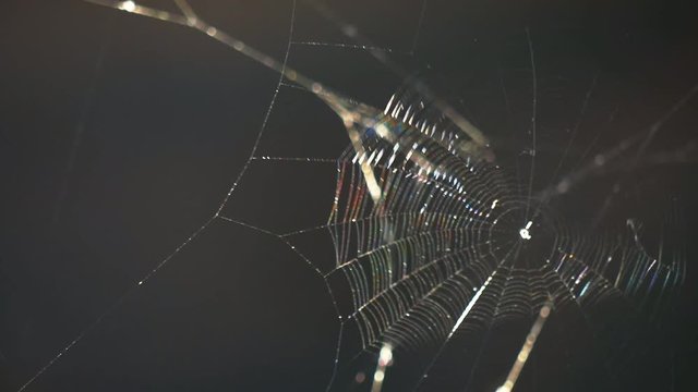 Spider web move in wind.