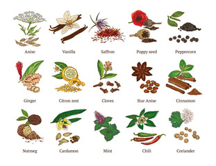 Colorful Sketch Healthy Spices Collection