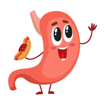 Cute and funny, smiling human stomach character holding hotdog, cartoon vector illustration isolated on white background. Healthy human stomach character, digestive system element