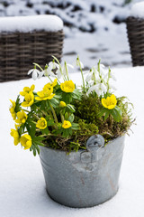 The first signs of spring. Winter aconite and snowdrops