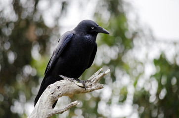 juvenile Australian Raven