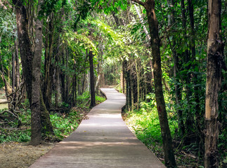 Fototapeta na wymiar Wood pathway in tropical forest