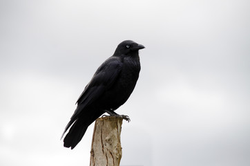 juvenile Australian Raven