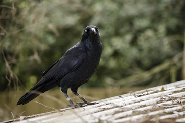 juvenile Australian Raven