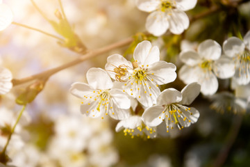 Branch with white cherry flowers and spider.