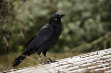 juvenile Australian Raven