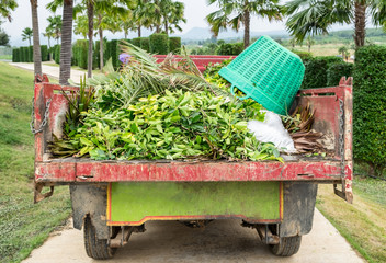 Cleaning dry leaves with basket in garden on truck