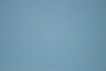gull in blue sky
