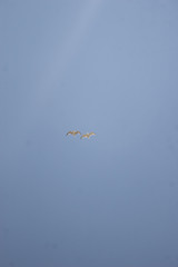 gull in blue sky
