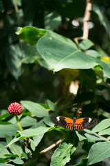 Fototapeta na wymiar butterfly, butterflies, flowers, plants, trees, nature