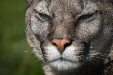 Puma oder Puma in der Nähe des Fotografen im Naturlebensraum/gefangene Tiere/sehr scharfes Detail