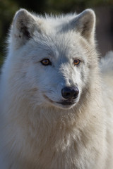 Fototapeta na wymiar Polar or arctic wolf very close/white animals/captive animal/very sharp detail