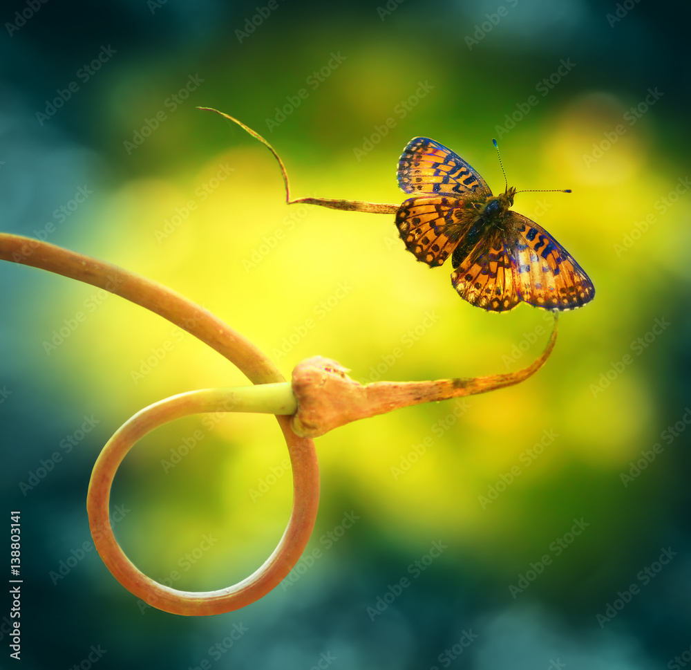 Poster gold butterfly on nature to curl plant spring summer on a beautiful blurred green and yellow backgro