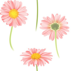 Vector pink chamomile flower seamless pattern. Realistic vector daisy. Background design for herbal tea, natural cosmetics, health care products, aromatherapy, homeopathy, textile.