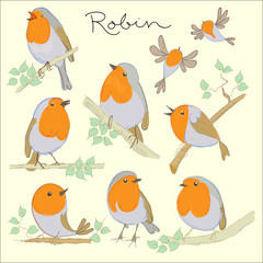 Cartoon birds. Robin set. Vector illustration