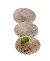 Kieselsteine mit Basilikumblatt