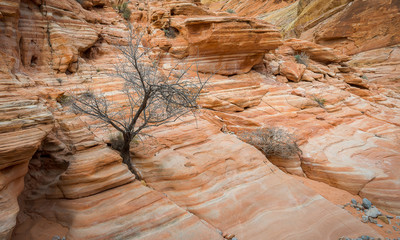 Tree grow up through the cracked sandstone