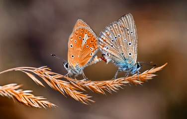 Butterfly - Stock Image