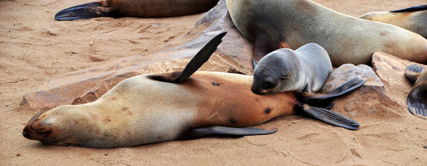  Cape Cross seal colony in Namibia, Africa