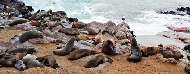 Obraz premium Cape Cross seal colony in Namibia, Africa