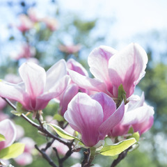 Naklejka na ściany i meble pale pink magnolia flower
