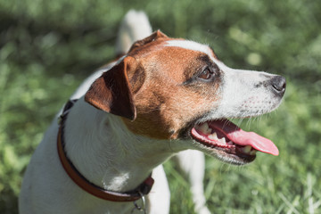 Dehydrated Jack Russell Terrier dog at hot day needs water