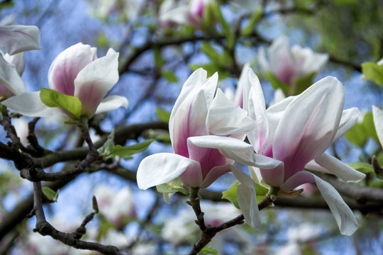 white pale pink magnolia flower