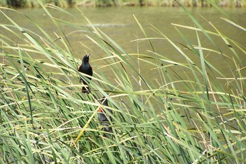 Selective Focus, Two Male Red-winged Blackbirds (Agelaius phoeniceus) Perched in Tall Windblown Grass, Soft Blurred Focus Meadow Background, Daytime - Northern California