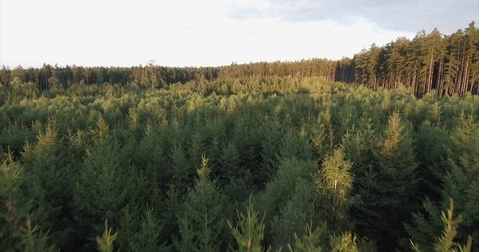 Aerial footage of woods in beautiful golden light.