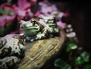 frog sitting on a tree in cage