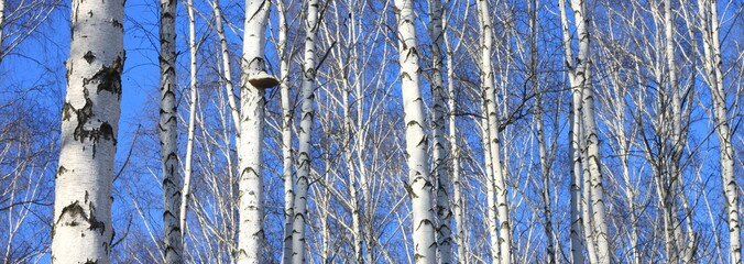 Obraz premium Beautiful landscape with white birches. Birch trees in bright sunshine. Birch grove in autumn. The trunks of birch trees with white bark. Birch trees trunks. Beautiful panorama.