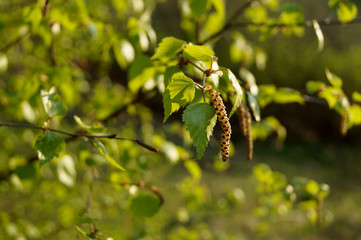 Spring. Background with birch branches with catkins in the sun