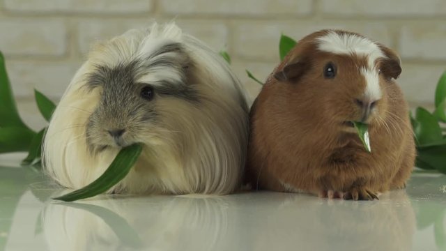 Guinea pigs breed Golden American Crested and Coronet cavy eating cucumber slow motion stock footage video
